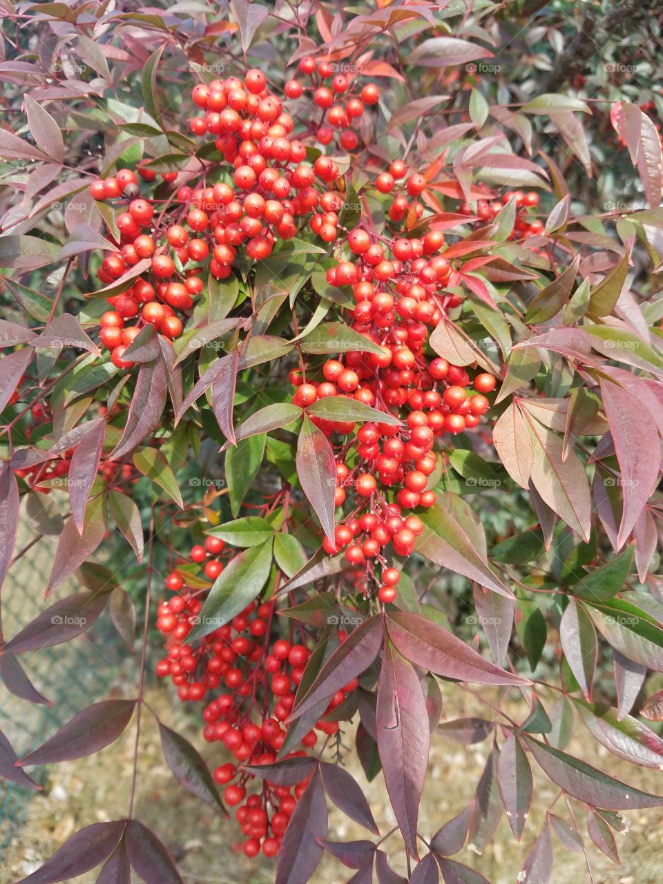 Red berry like plant