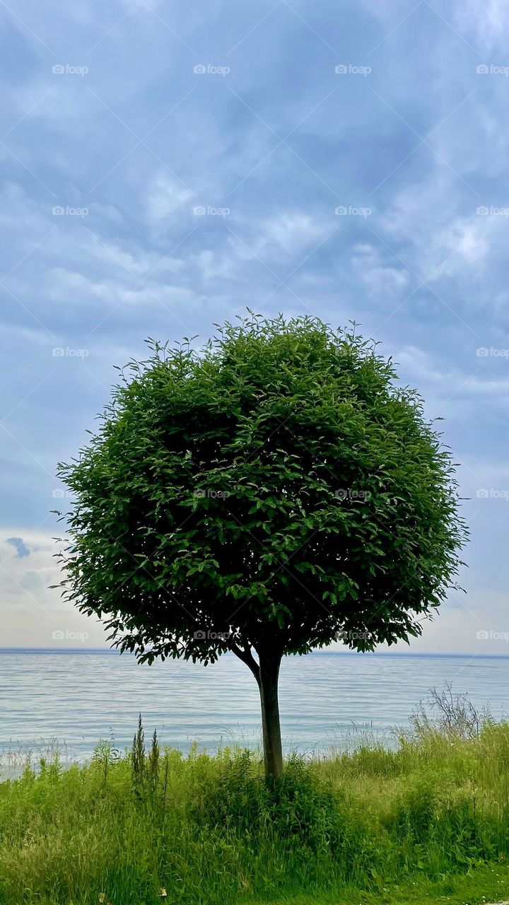 Single tree atop a hill overlooking a lake