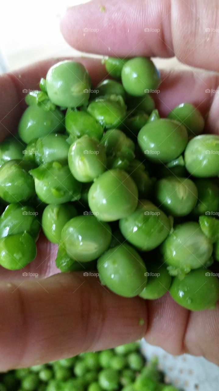 Sweet peas. My first shucked peas of the season.