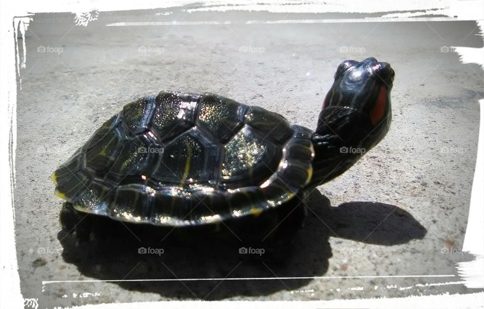 Red Ear Slider turtle