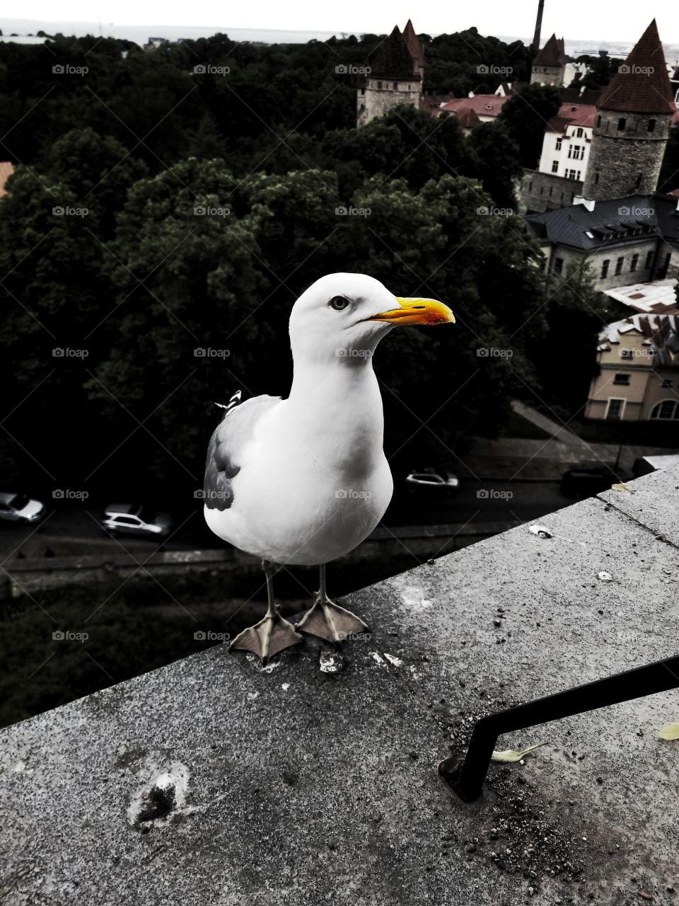 A lone seagull poses for a picture in Talinn, Estonia