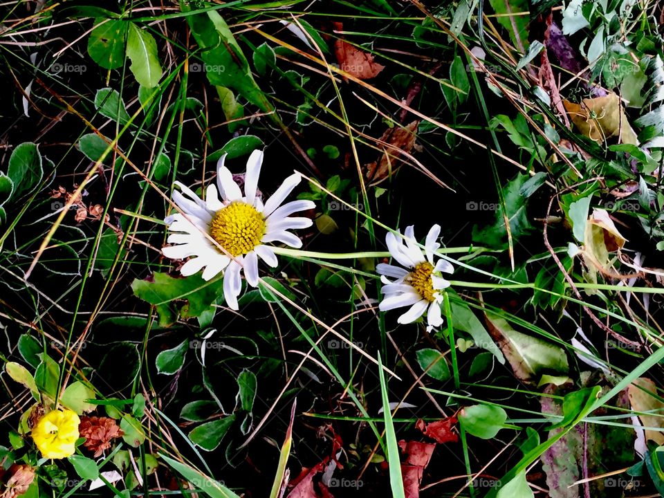 Miniature white daisies