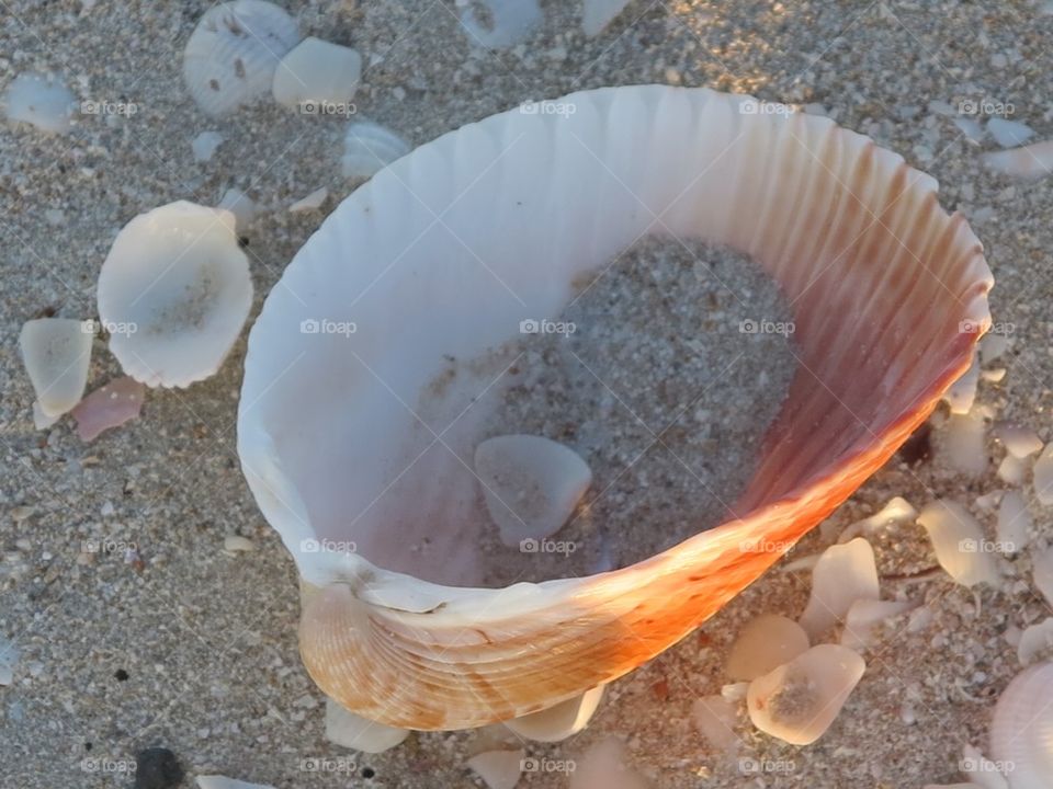 Shell
