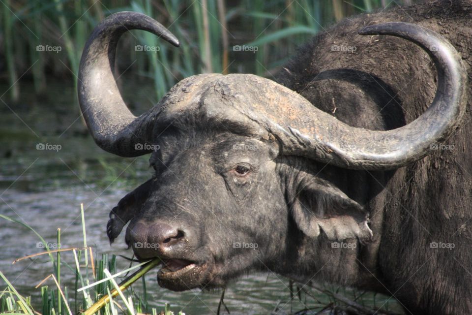 The Cape Buffelo,one of the big five grazing in the afternoon.