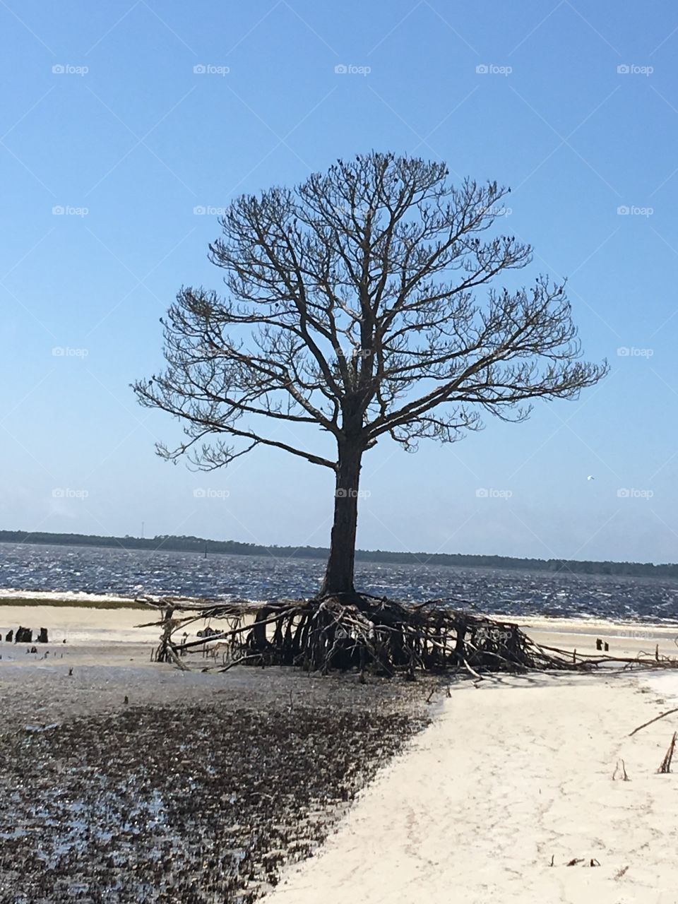 Beach tree with exposed roots