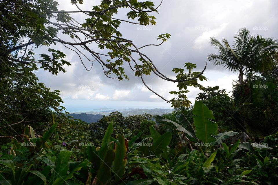El Yunque Rainforest