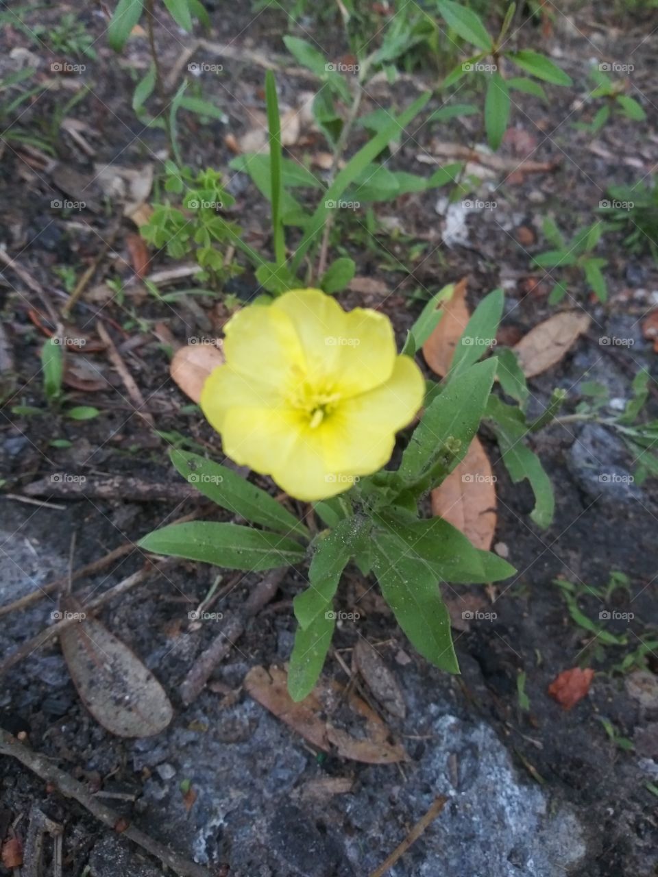 Yellow flower