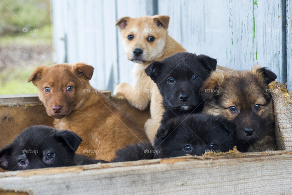 Homeless puppies together