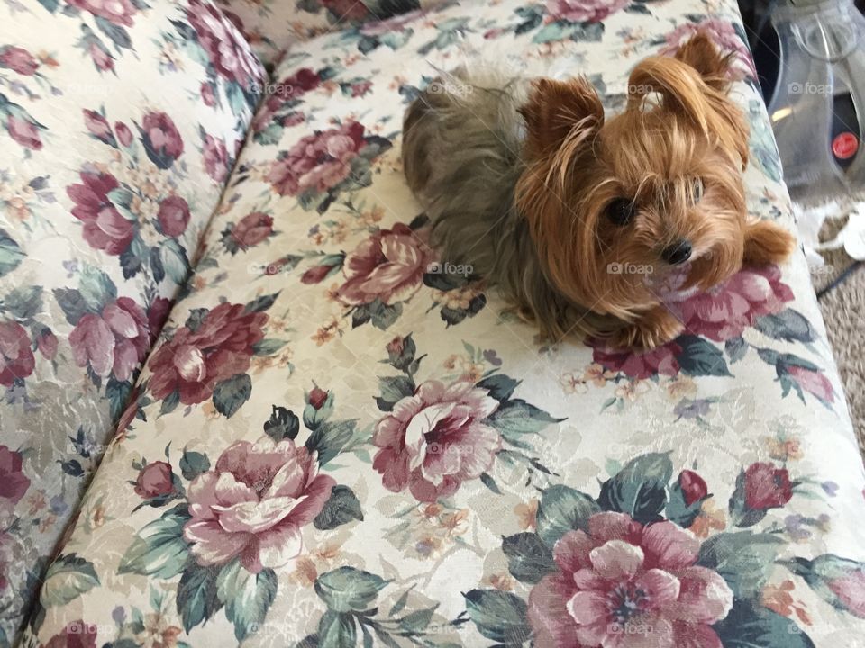 Silverback Mini Yorkie 8 years old. Fully Grown. 80’s Style Yorkie! 