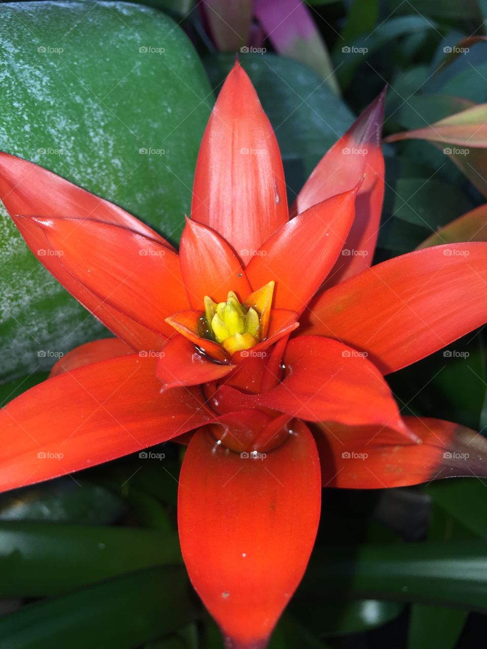 Bromeliad orange Red Flower Plant