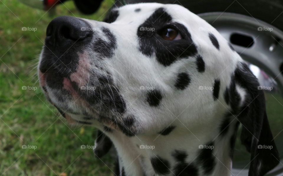 head tilted upwards. close head study of black spotted dalmatian dog.