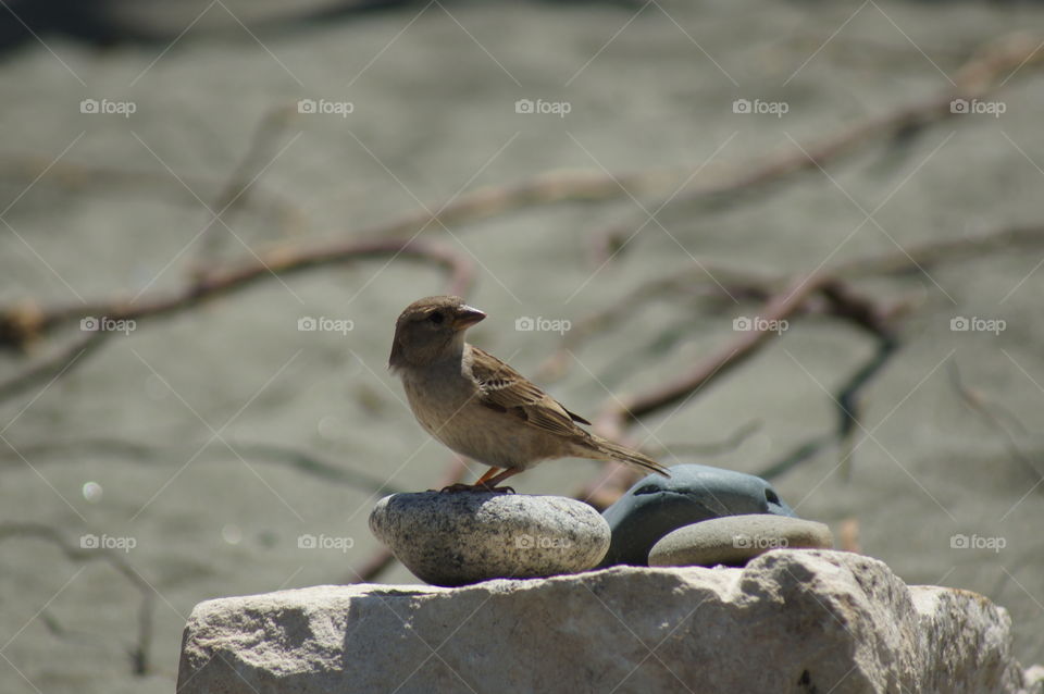 Close-up of sparrow on stone