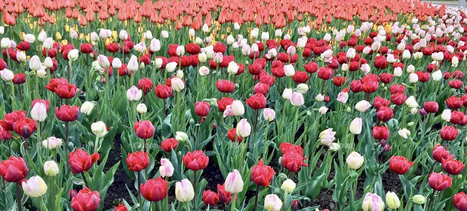 Tulips here, there and everywhere at the Canadian Tulip Festival.