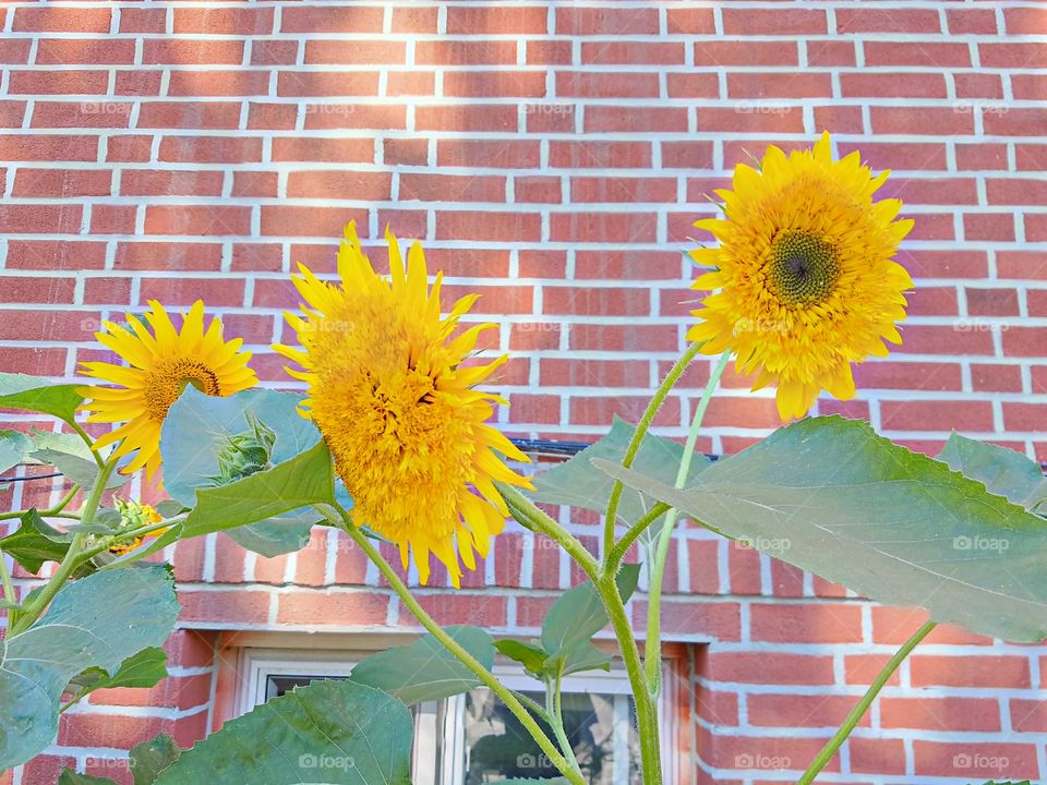 Flora, Nature, Leaf, Flower, Summer