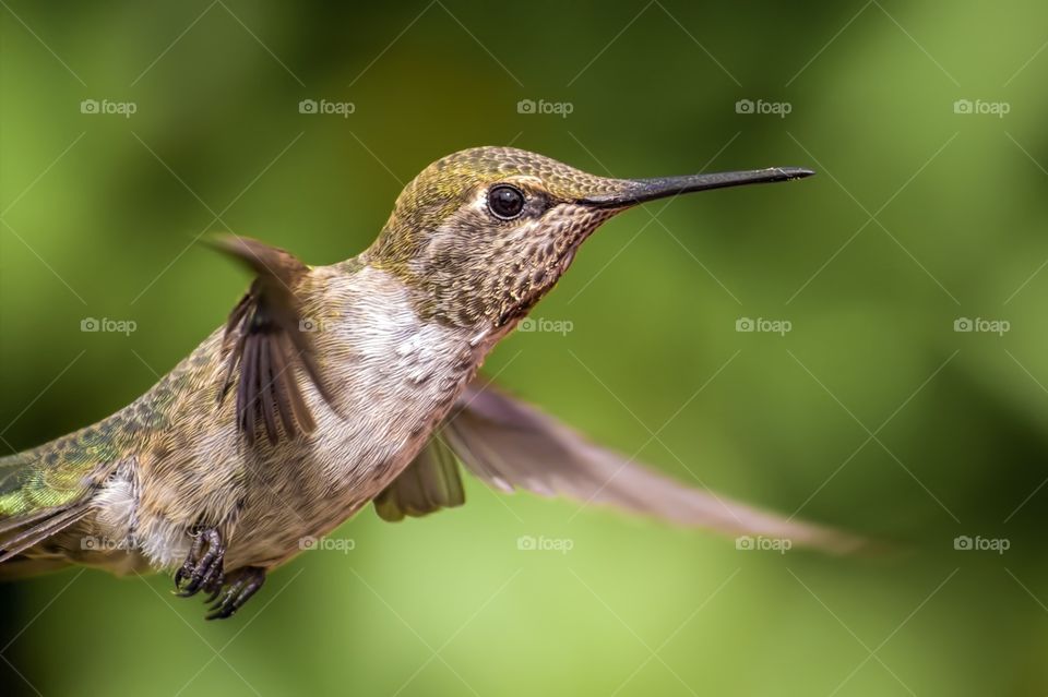 Hummingbird in flight