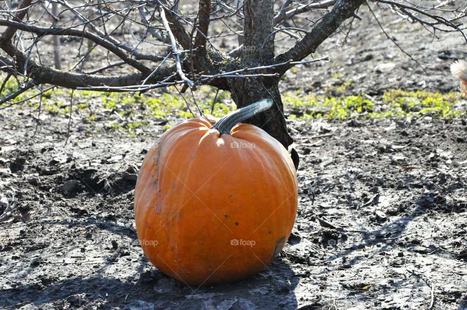 pumpkin lying on the ground in a small leafless tree.