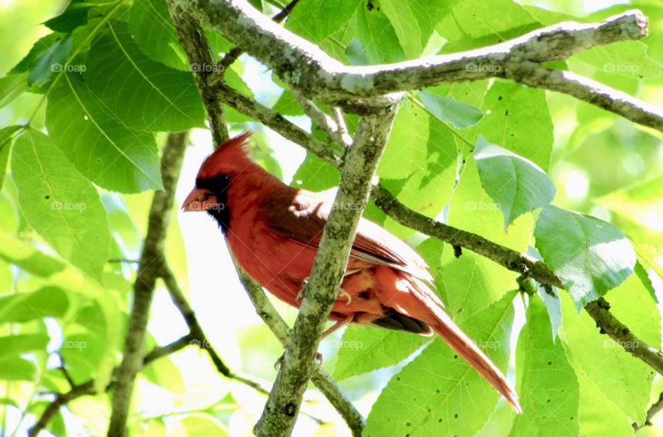 Red Cardinal in a tree