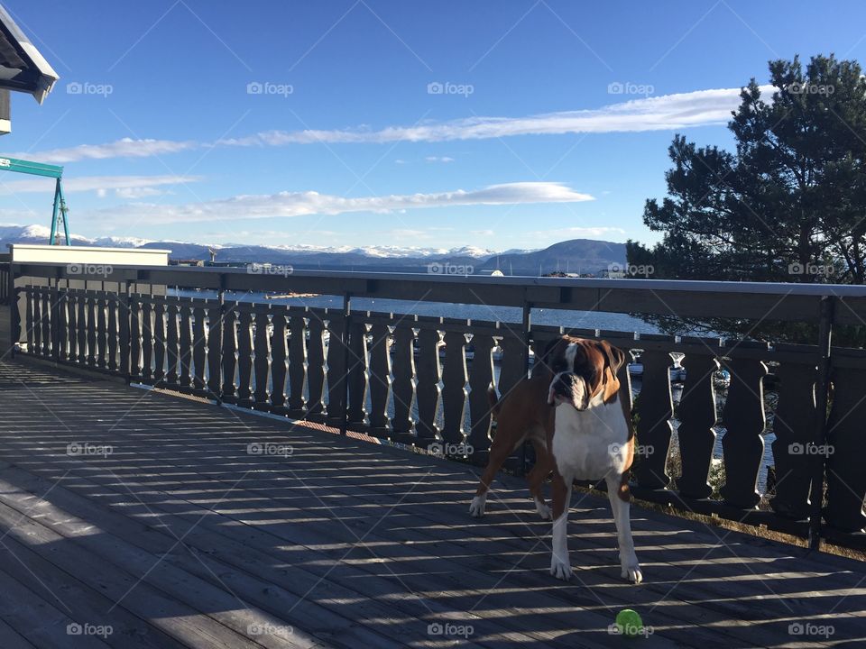 My boxer . Boxer playing on The terrace 