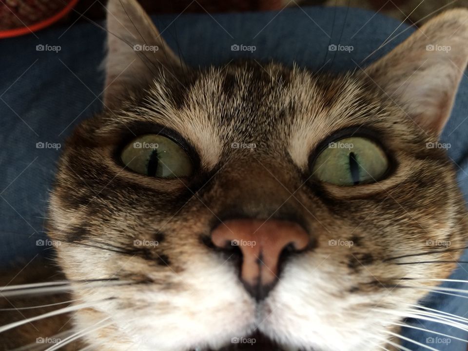 Selfie cat 