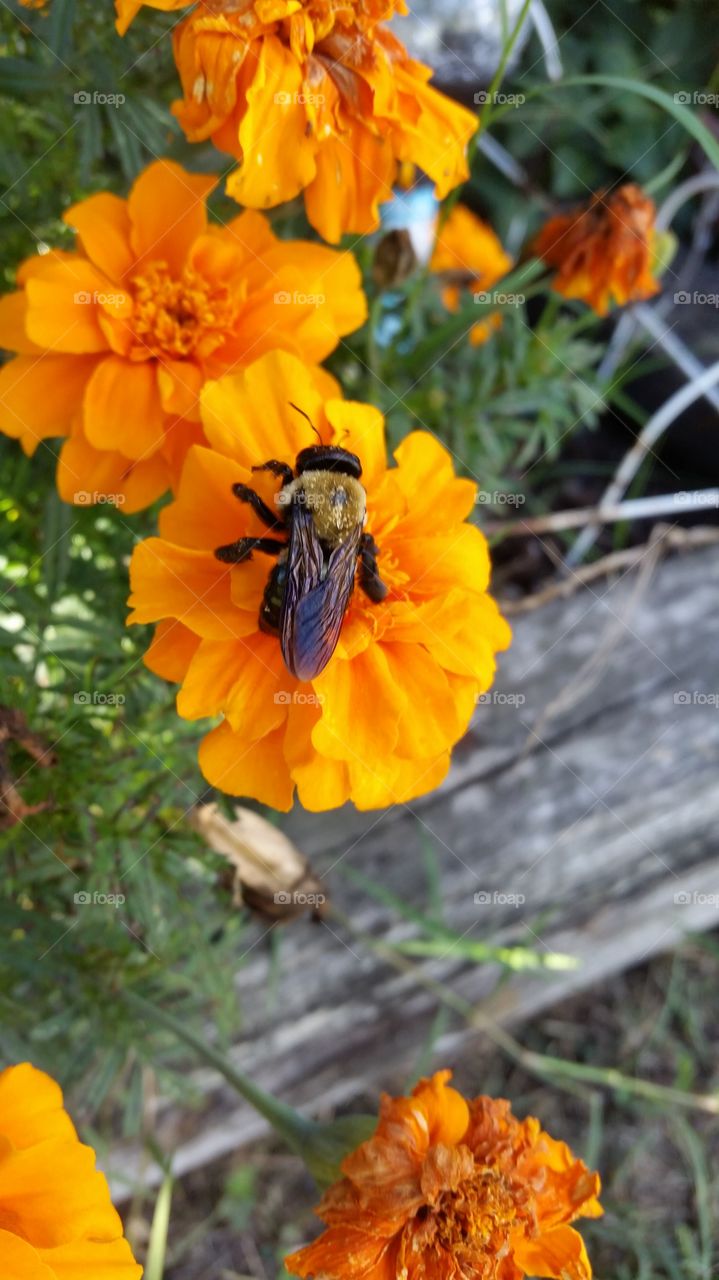 bee on a marigold