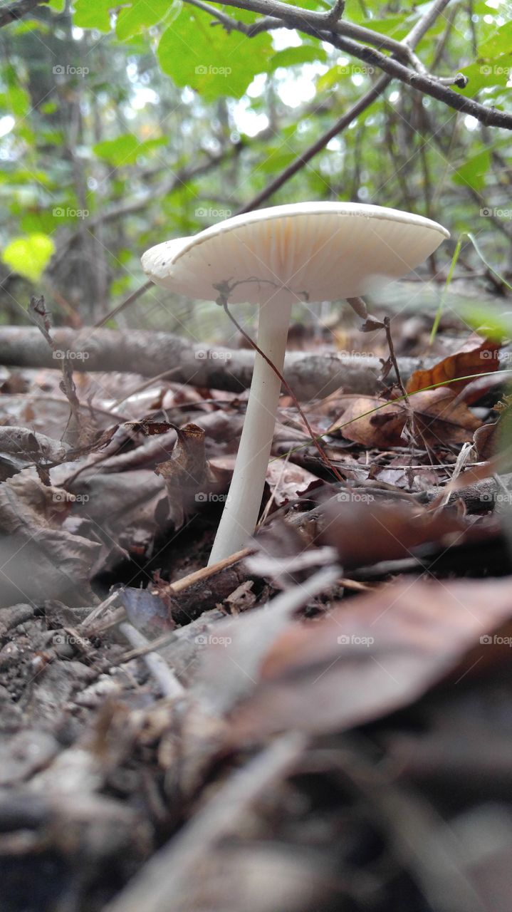 Forest Mushroom
