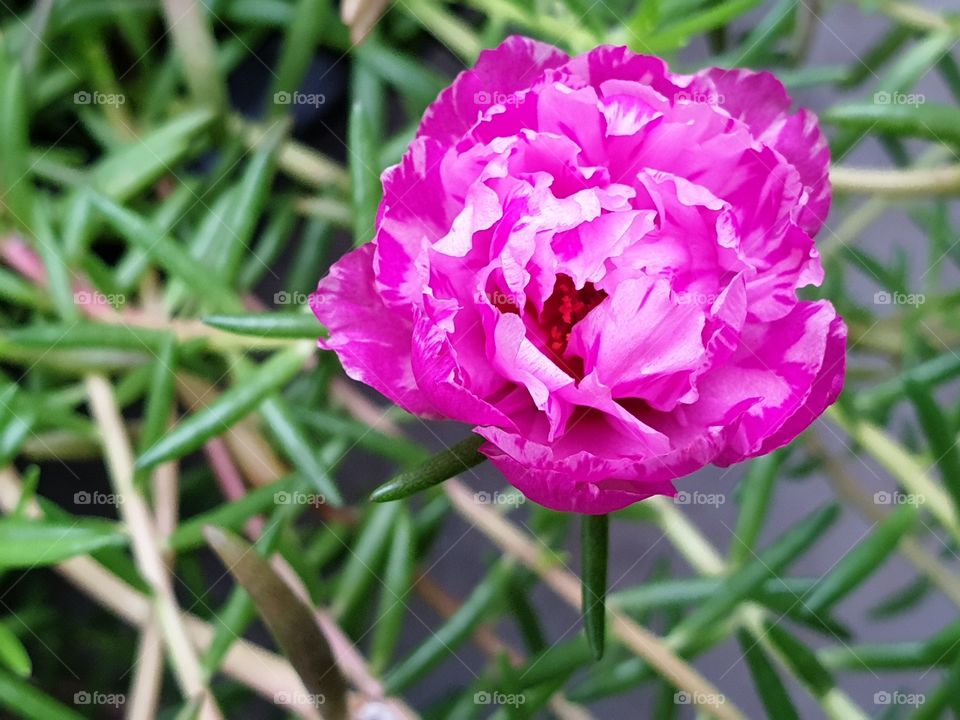 beautiful flowers in my garden