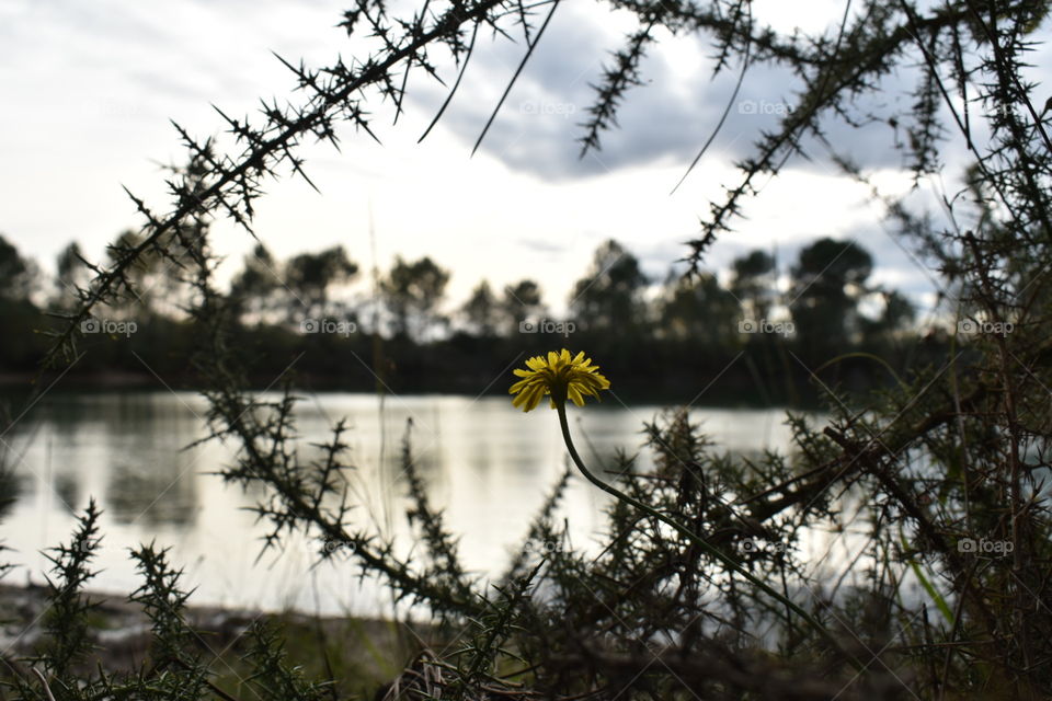 Yellow flower in front of a lake 