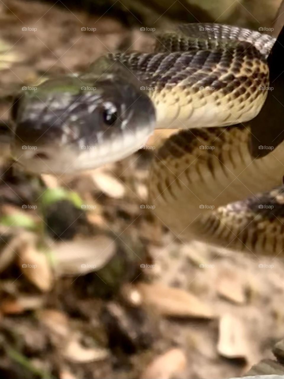 Rat snake!! On my front porch!! Right in front of me!! Actually scared me lol but I got his photo!