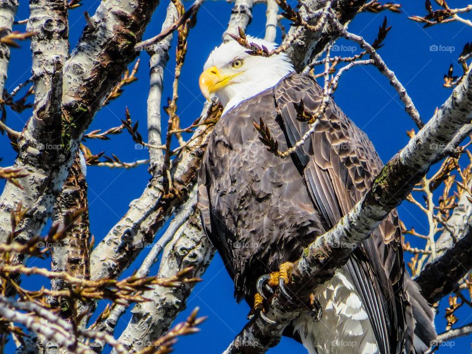 Bald eagle perched up in a tree, winter 