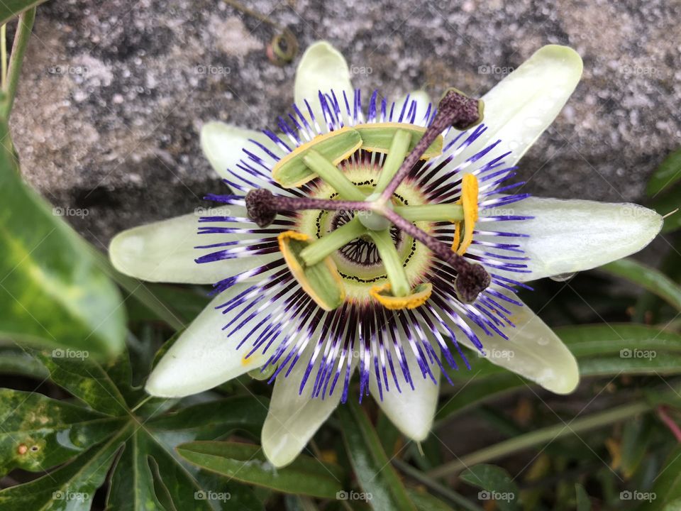 Passion flower of distinction, it just presents as so striking and perfect in every way.