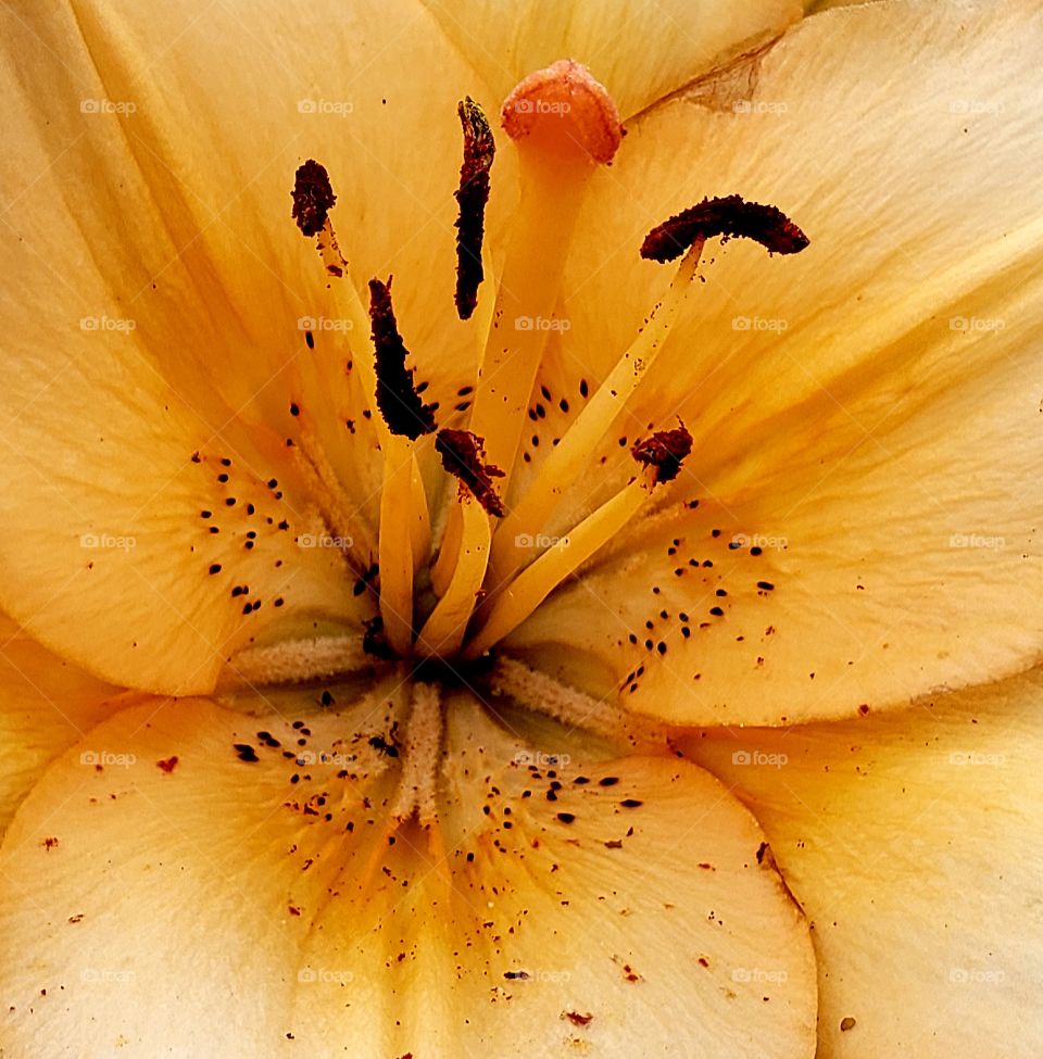 Lily Close Up