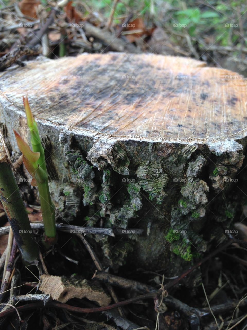 Life at the stump . Tree stump