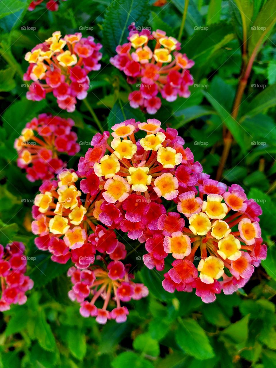 Brilliant pinks, reds and yellows in small trumpet shaped flowers add beautiful color to a backyard