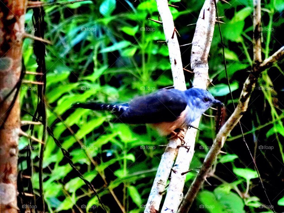 A Plaintive Cuckoo