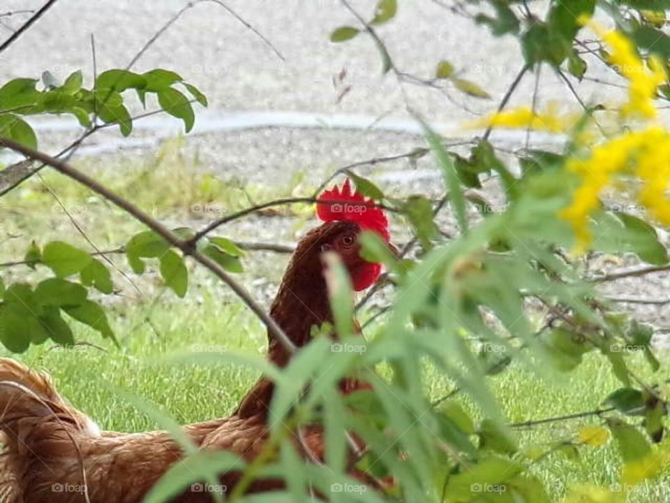 playing hide and seek in the bushes.