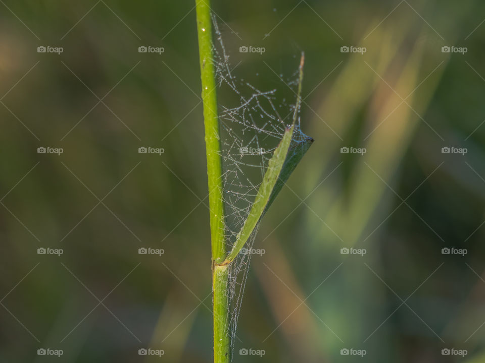 Spider's web