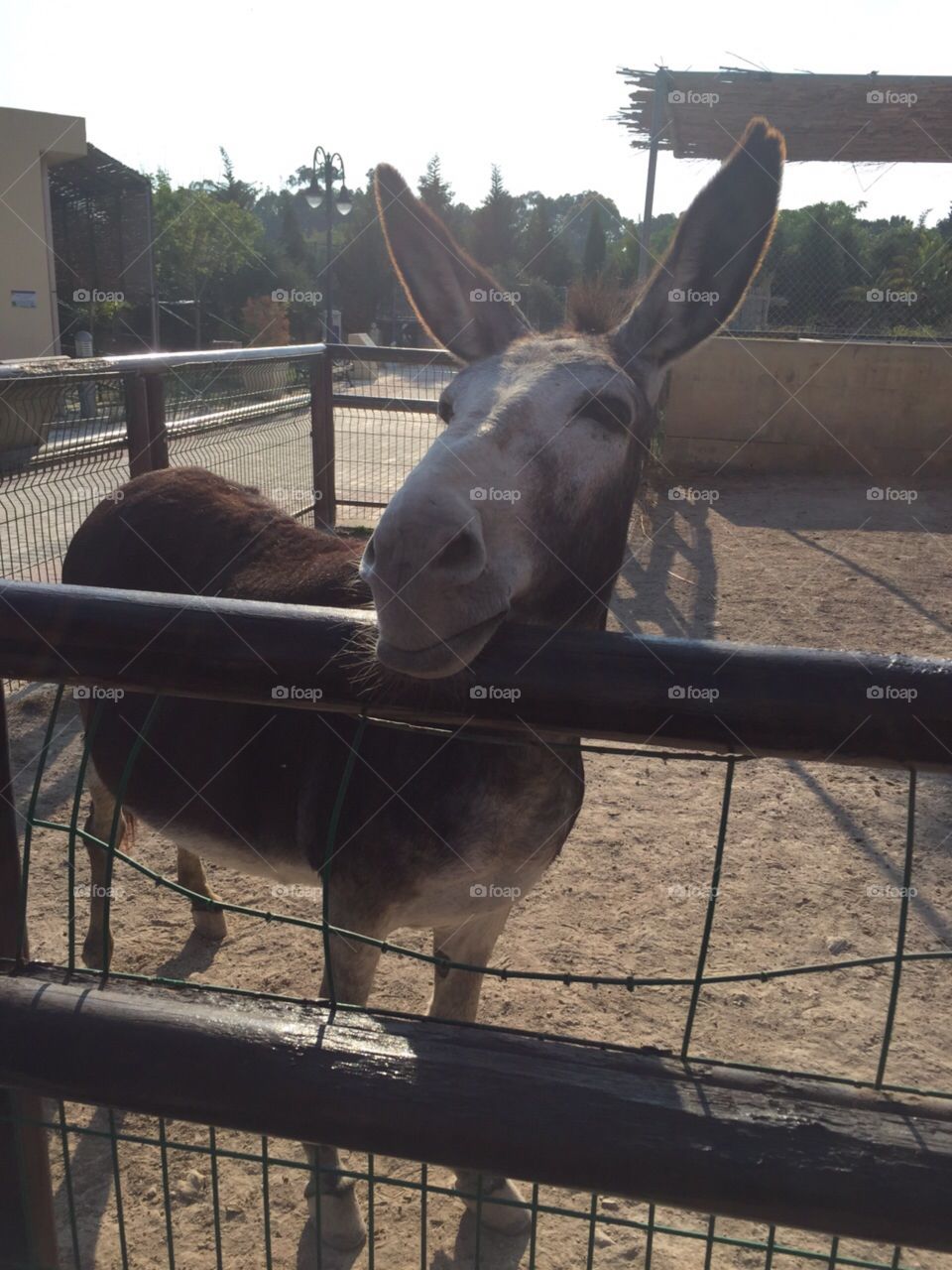 Cute donkey. At a petting farm, Malta