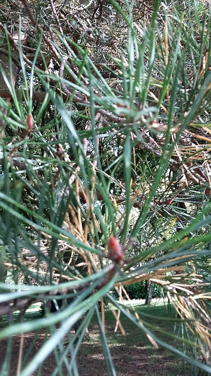 Tree needles