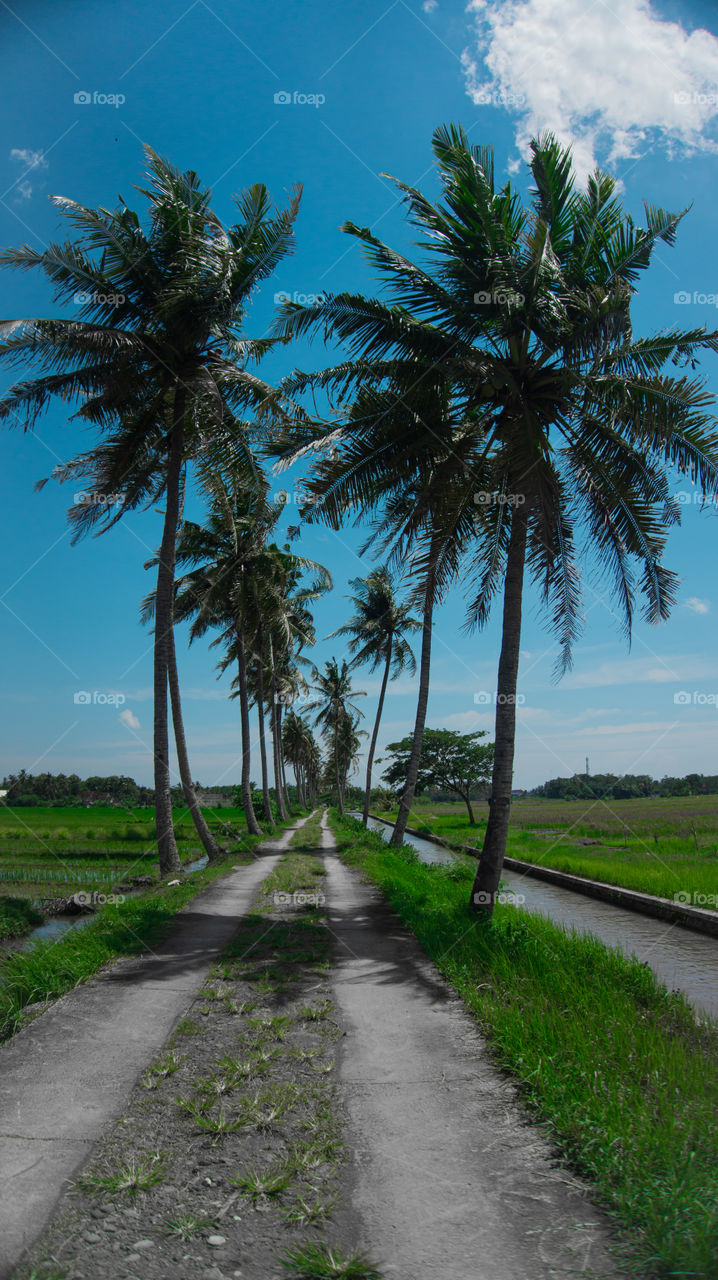 The view of coconut trees lining the roadside against the background of the blue sky