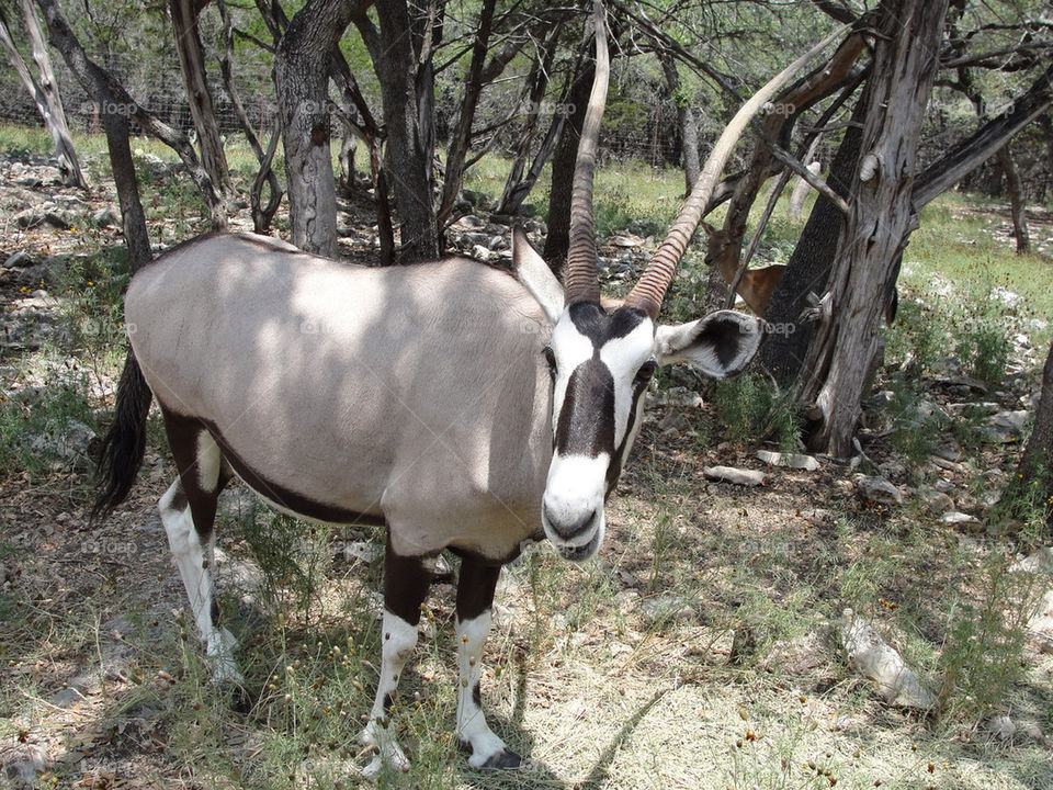 wildlife safari horns antlers by carinafox5