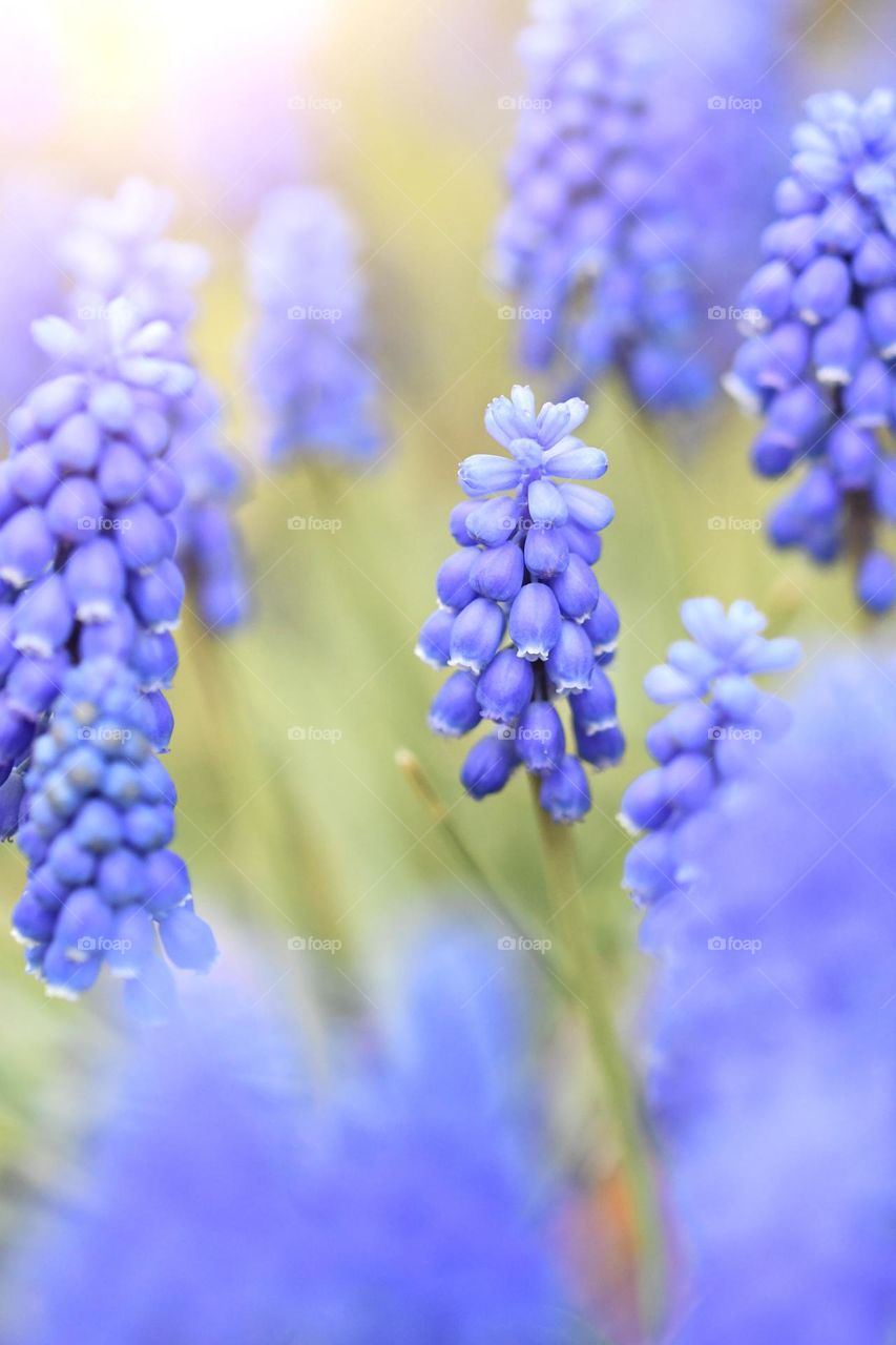 Closeup or macro of flowers 