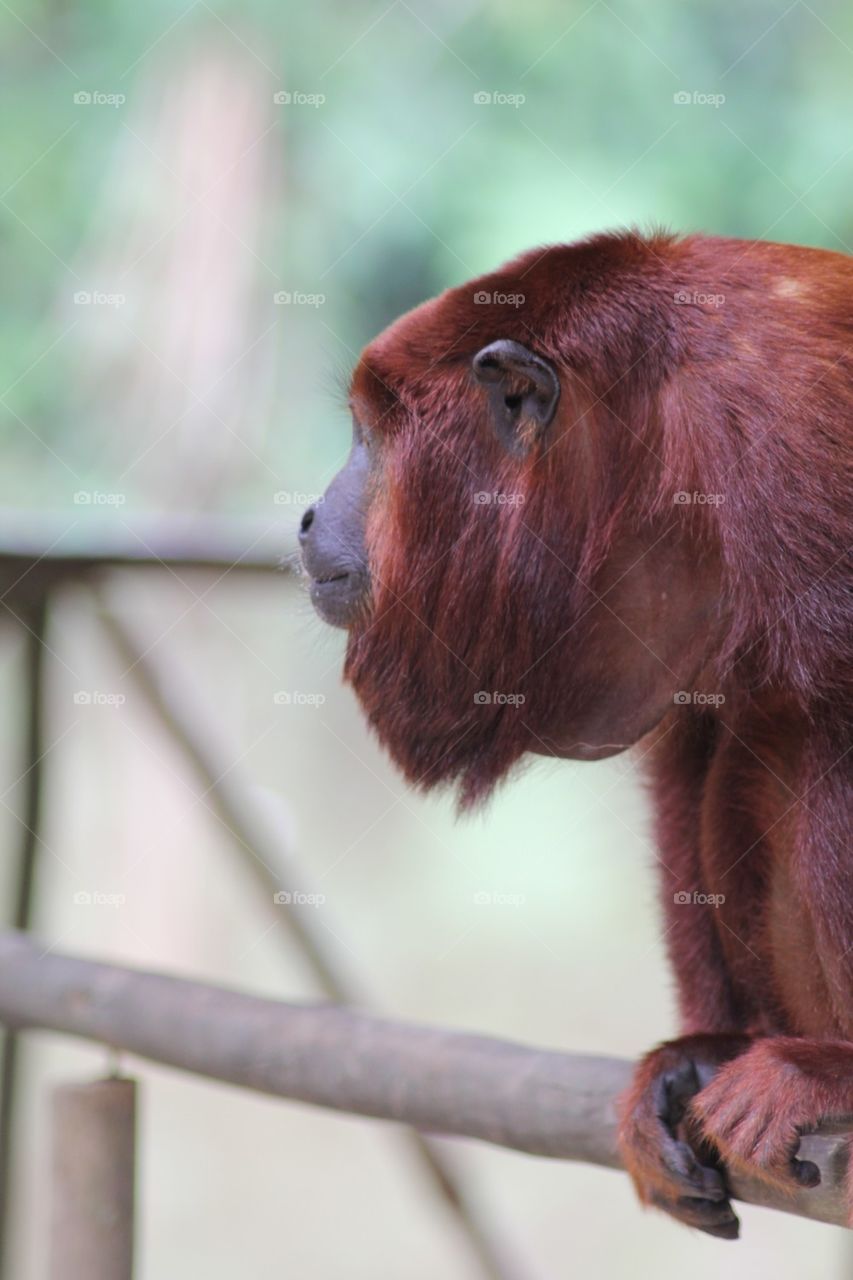 Howler monkey