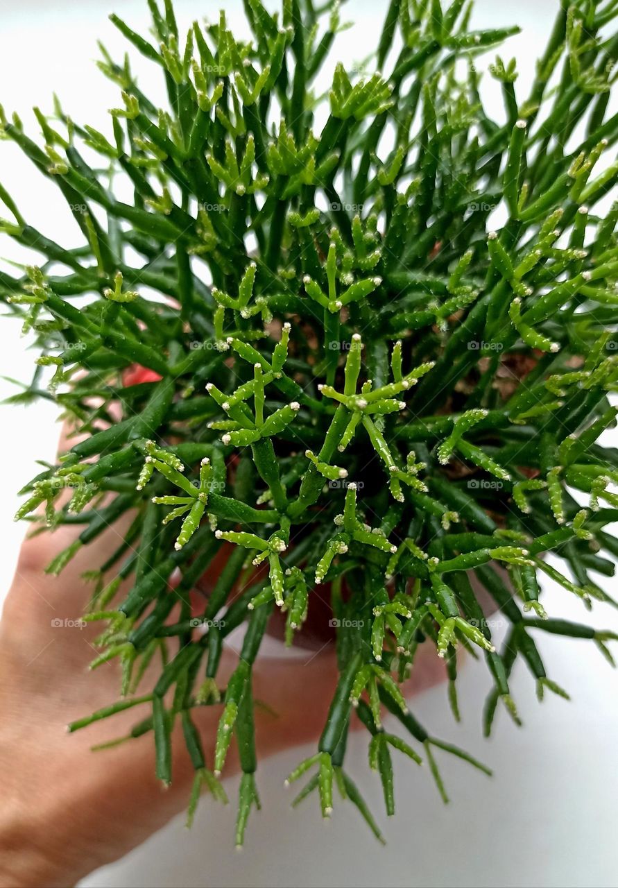 green house plant in the hand close up beautiful texture, love green 💚