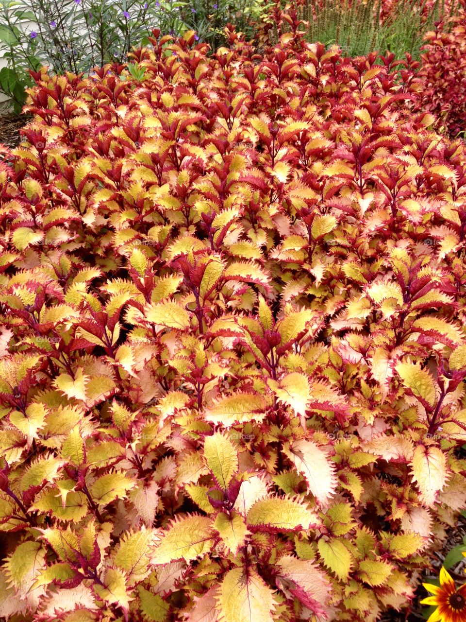 Field of flowers. Gardens near a Chapel