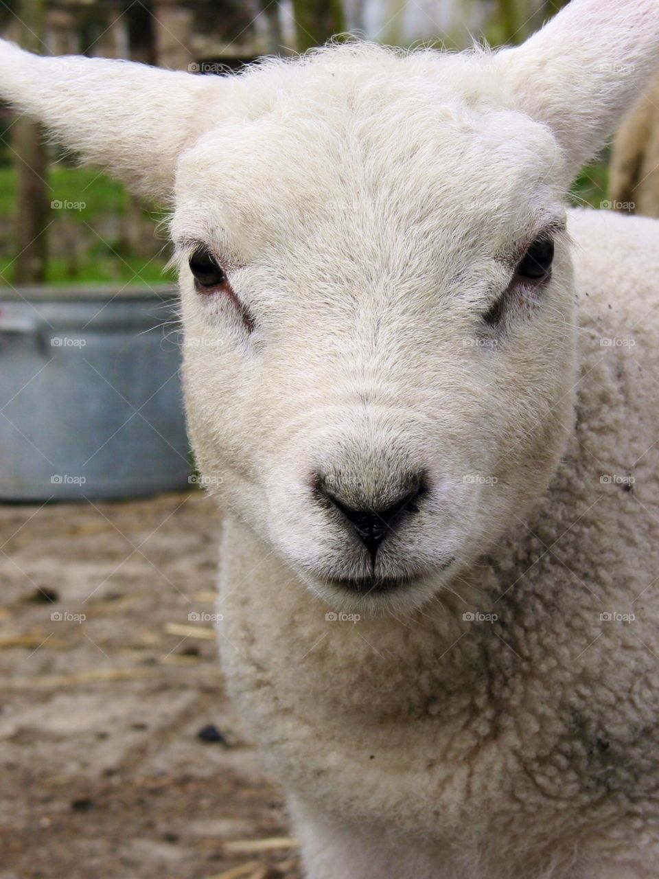 Close-up of a lamb on field