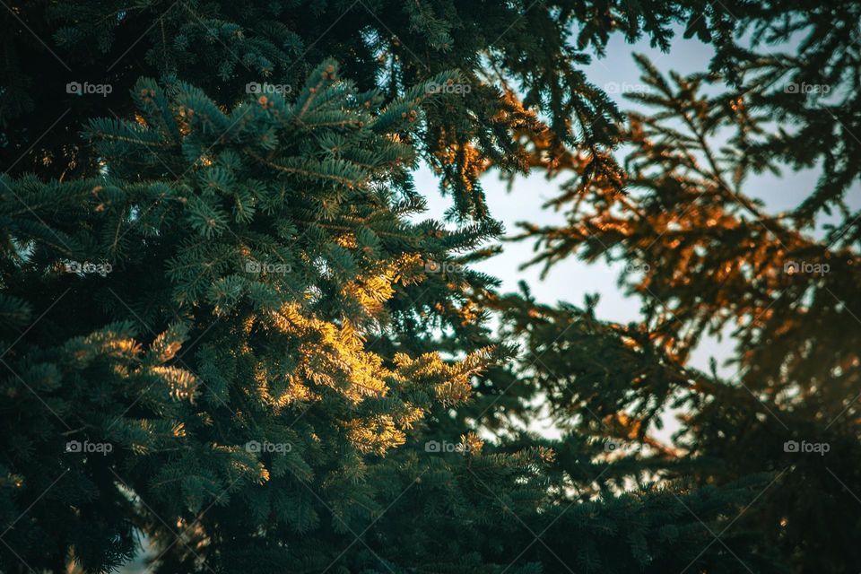 Sunlight through the pine.