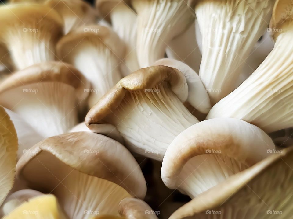 Oyster mushrooms