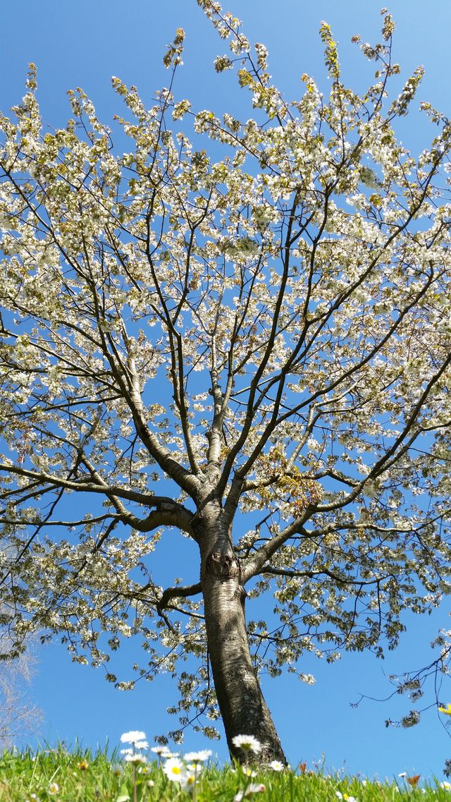 Tree, Branch, Season, Cherry, Nature