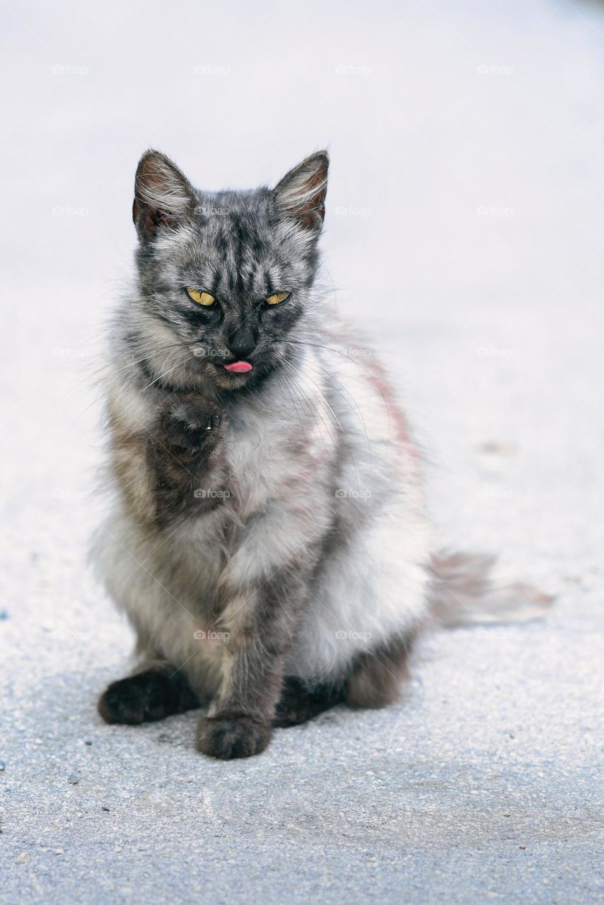 Portrait of a beautiful colorful cat with her tongue out sitting in the middle of the street