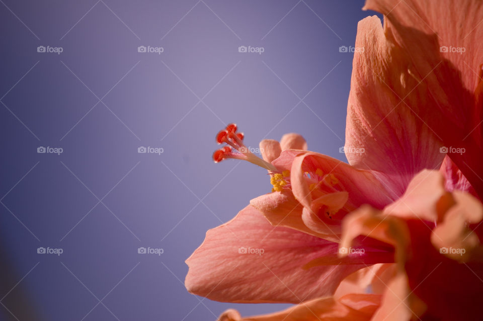 Close-up of a orange flower